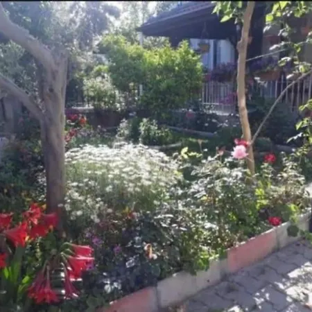 Ces Vila